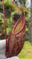 BE4687 N. gymnamphora – tall form