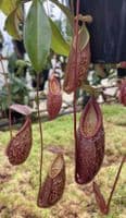 BE4687 N. gymnamphora – tall form