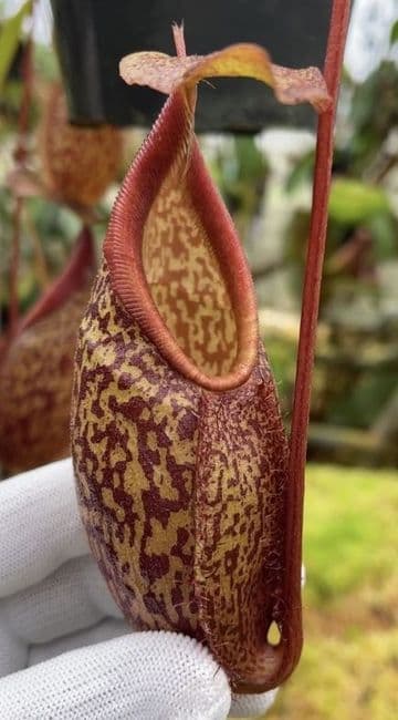 BE4687 N. gymnamphora – tall form