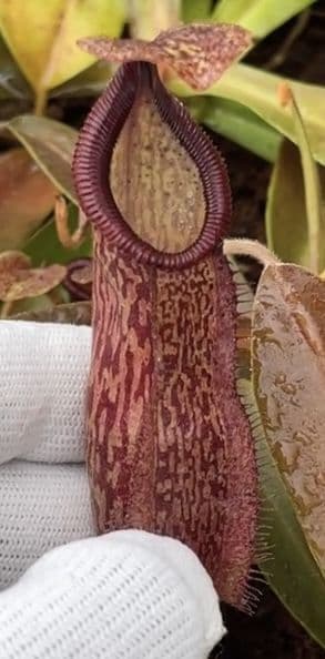 BE4689 N hamata x maxima assorted clones
