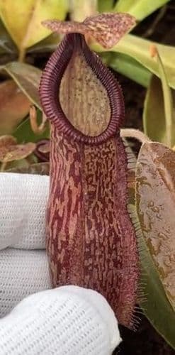 BE4689 N. hamata x maxima – assorted clones