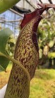 BE4690 N. klossii x robcantleyi – assorted clones