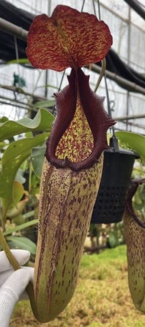 BE4690 N. klossii x robcantleyi – assorted clones