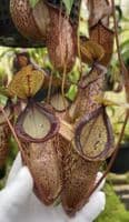 BE4709 Nepenthes hamata x tenuis – assorted clones