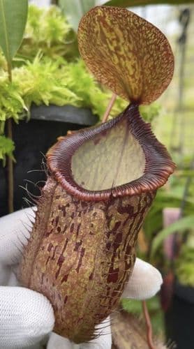 BE4709 Nepenthes hamata x tenuis – assorted clones