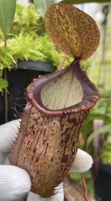 BE4709 Nepenthes hamata x tenuis – assorted clones