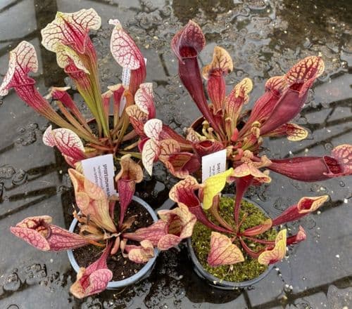 BG01 Bog garden collection 4