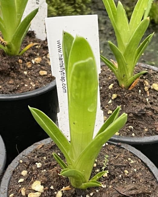 BR01 Brocchinia reducta