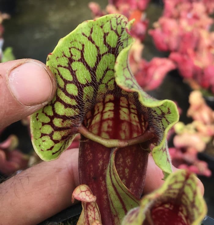 棘.PLANTS 棘.PLANTS 棘.PLANTS 棘.PLANTS Triangle Garden Arch Trellis for