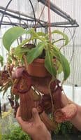 BXX304 N.robcantleyi x N.ventricosa Hanging Basket
