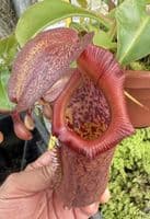 BXX304 N.robcantleyi x N.ventricosa Hanging Basket