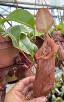 BXX304 N.robcantleyi x N.ventricosa Hanging Basket