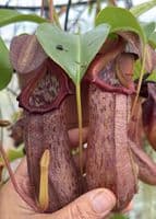 BXX304 N.robcantleyi x N.ventricosa Hanging Basket