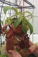 BXX304 N.robcantleyi x N.ventricosa Hanging Basket
