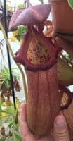 BXX304 N.robcantleyi x N.ventricosa Hanging Basket