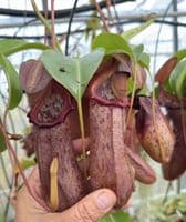 BXX304 N.robcantleyi x N.ventricosa Hanging Basket