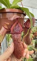 BXX304 N.robcantleyi x N.ventricosa Hanging Basket