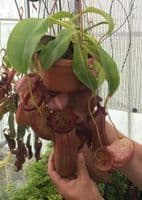BXX304 N.robcantleyi x N.ventricosa Hanging Basket