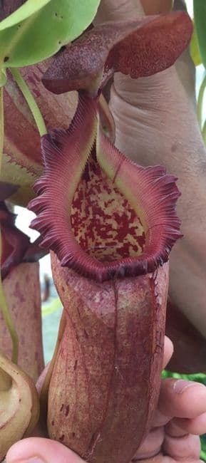 BXX304 N.robcantleyi x N.ventricosa Hanging Basket