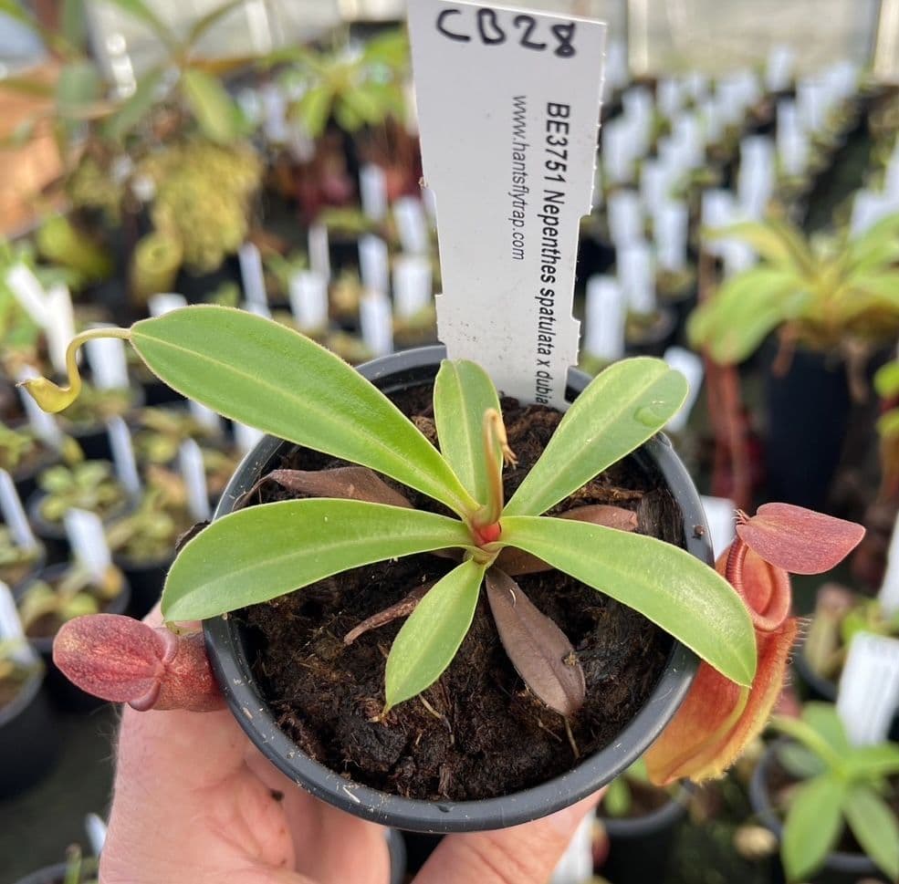 CB28 BE3751 Nepenthes spatulata x dubia