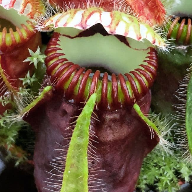 CF001 Cephalotus follicularis medium