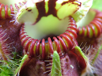 CF001 Cephalotus follicularis