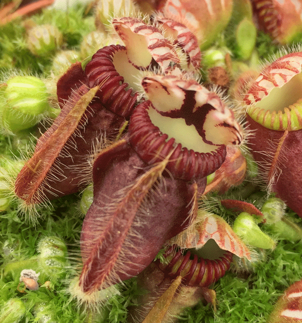 CF001 Cephalotus follicularis