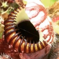 CF001 Cephalotus follicularis