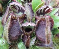 CF001 Cephalotus follicularis