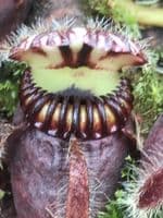 CF001 Cephalotus follicularis