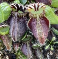 CF001 Cephalotus follicularis