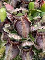 CF001 Cephalotus follicularis