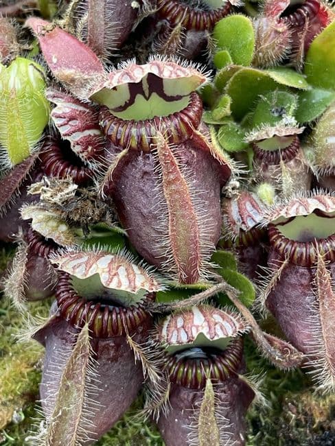 cf001-cephalotus-follicularis-