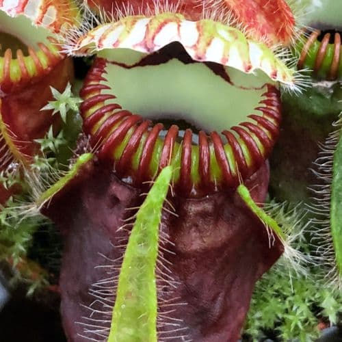 CF001 Cephalotus follicularis