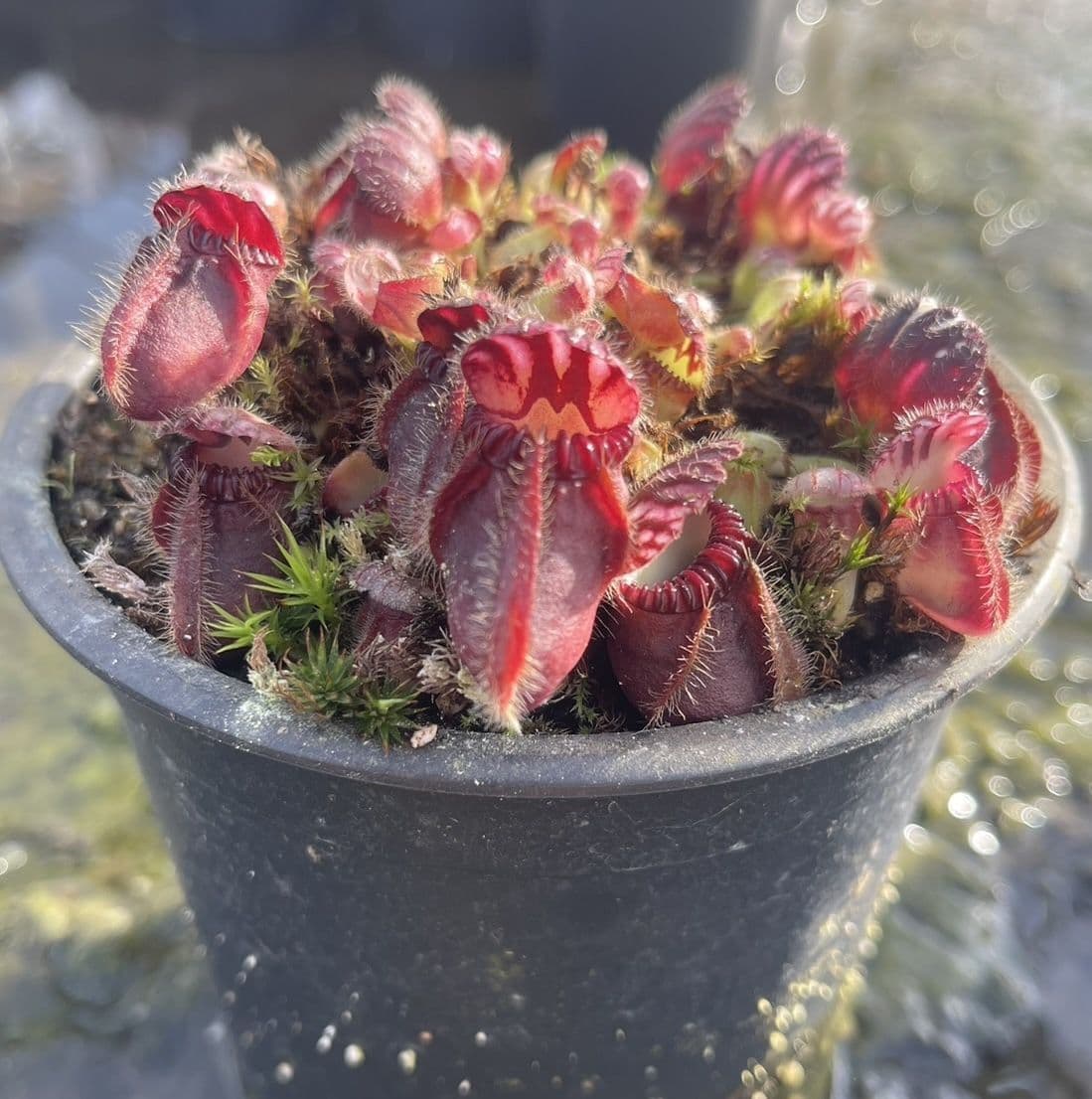 CF001L Cephalotus follicularis