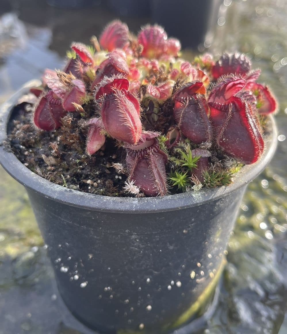 CF001L Cephalotus follicularis