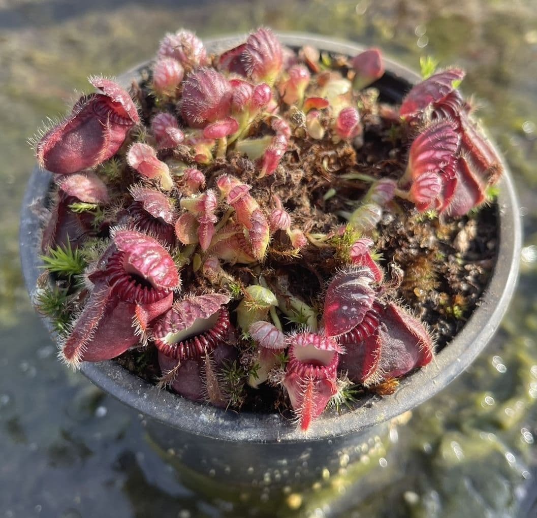 CF001L Cephalotus follicularis