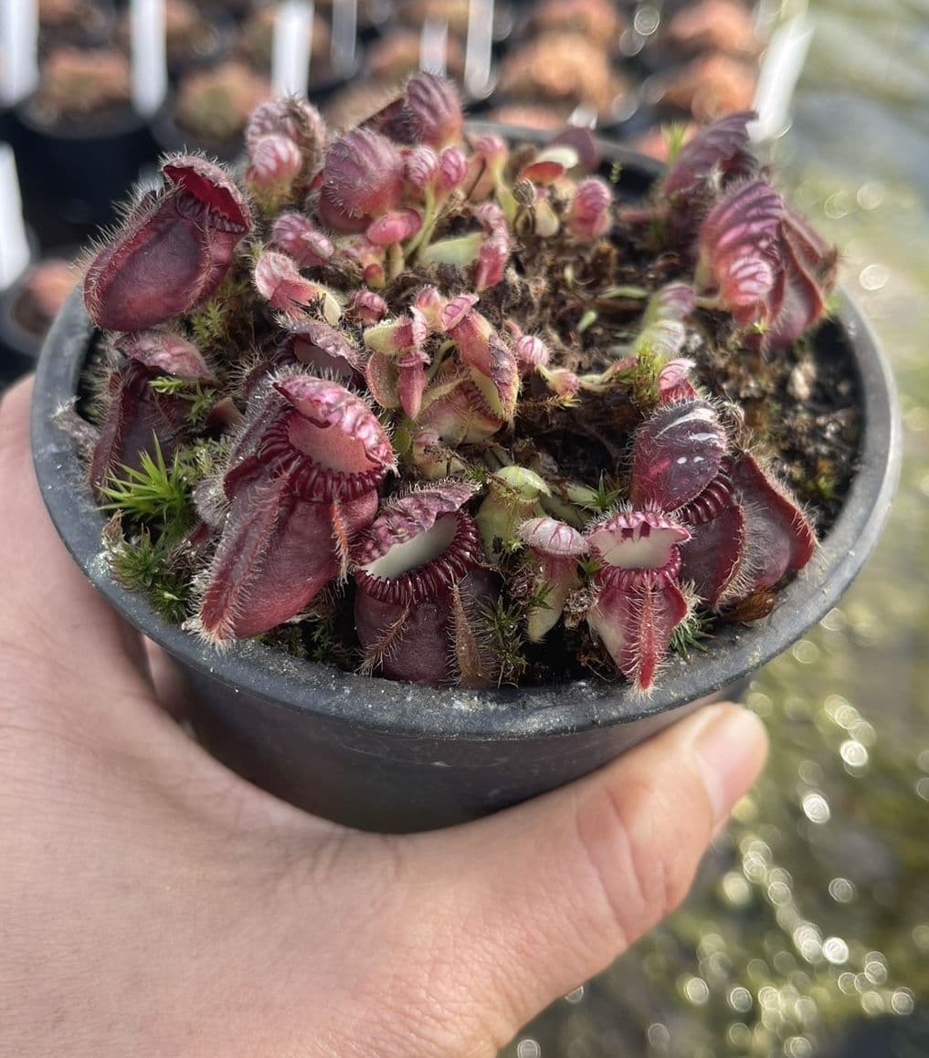 CF001L Cephalotus follicularis