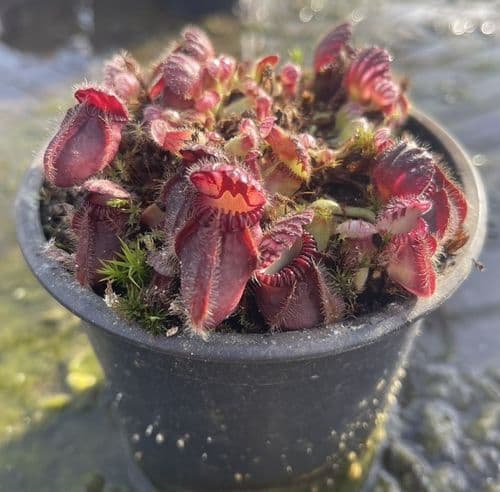 Cephalotus Follicularis West Australian Pitcher | Hampshire