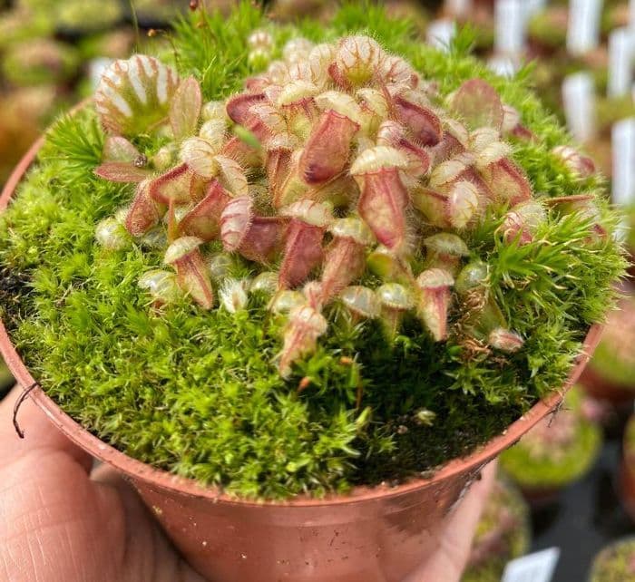 CF002 Cephalotus follicularis (small plant)
