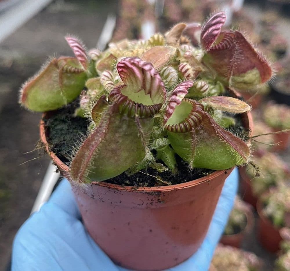 cf003-cephalotus-follicularis-