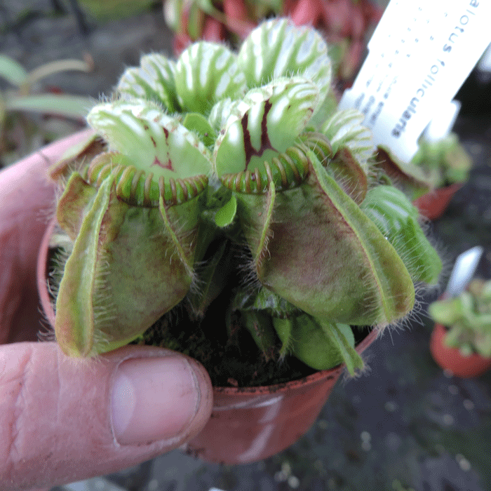 CF004 CEPHALOTUS FOLLICULARIS BIG TRAP