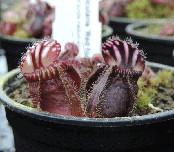 CF007 Cephalotus follicularis Red Form