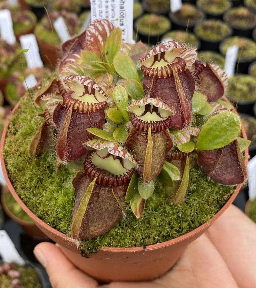 CF008 CEPHALOTUS FOLLICULARIS XL SPECIMEN PLANT CF008 CEPHALOTUS FOLLICULARIS XL SPECIMEN PLANT