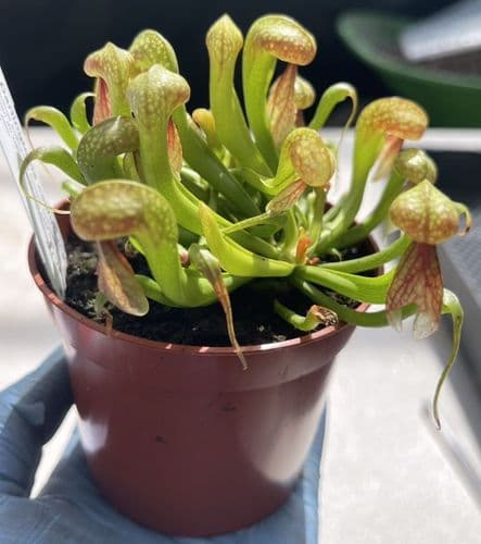 CL001 Darlingtonia Californica Cobra Lilly