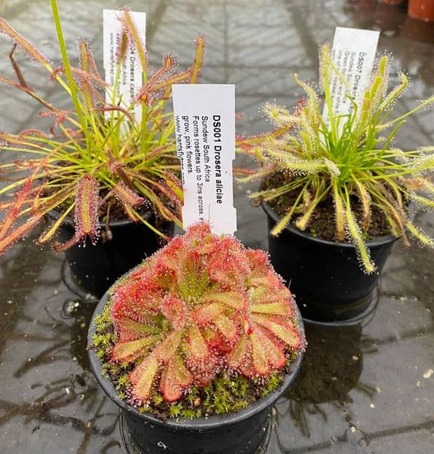 Cl31 Drosera collection 3