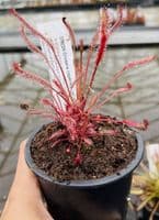 Cl32 Drosera capensis collection 3