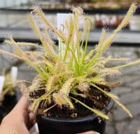 Cl32 Drosera capensis collection 3