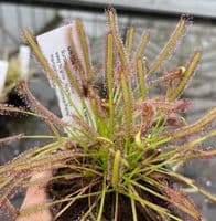 Cl32 Drosera capensis collection 3