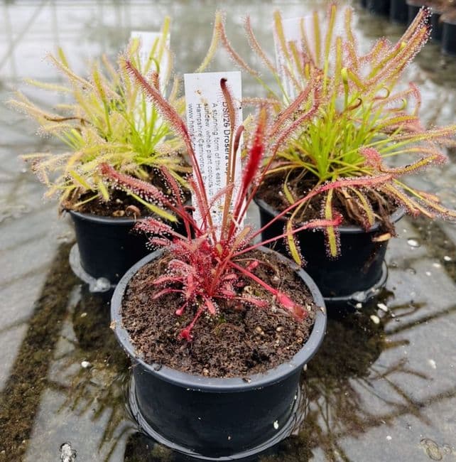 Cl32 Drosera capensis collection 3